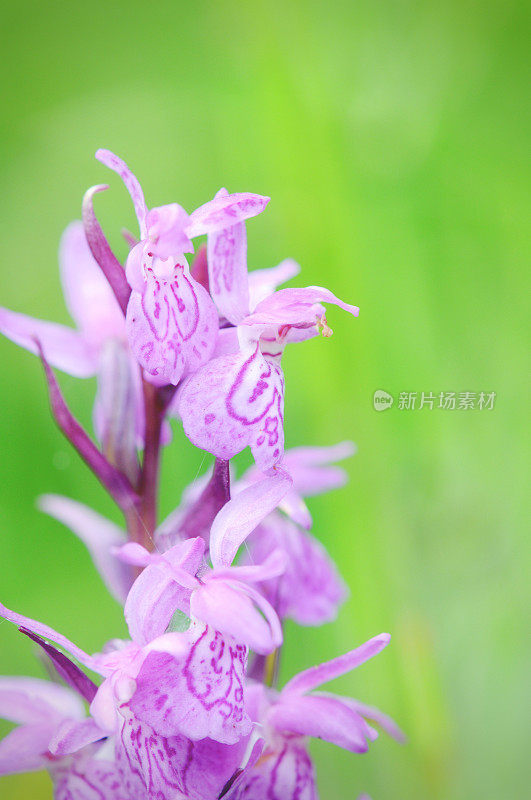 石南花兰(dactylorhiza maculata)